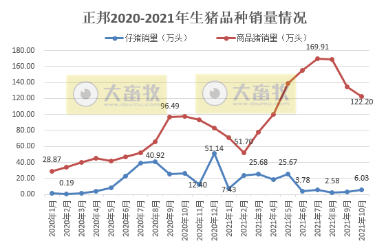 正邦科技:10月低价抛售仔猪,商品猪低至5.3元/斤,单月收入近21个月新低