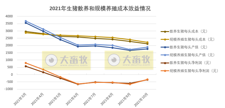 2021.11.29-今日猪价止涨转跌,母猪和仔猪价格持续下跌7个月,跌幅50%和75%;正邦五年实现3000亿挺进世界500强;英国每周成千上万头健康生猪遭扑杀?