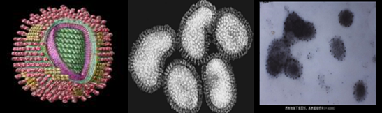 【禽流感知多少】禽流感病毒易感动物有哪些？