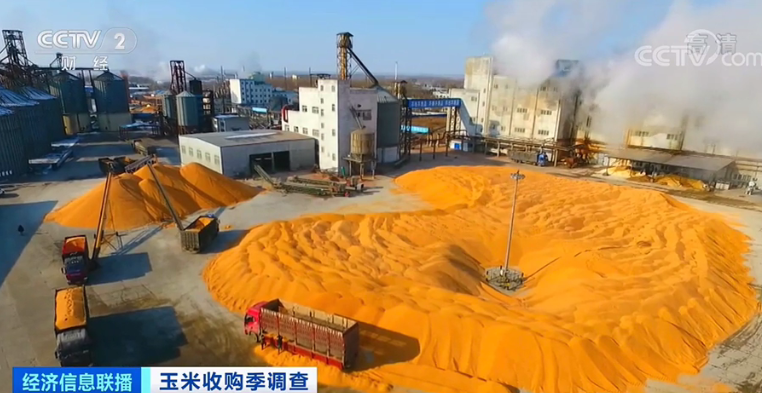 2021.11.28-今日猪价东北华北上涨，12月和1月生猪出栏量预计大增？玉米价格普涨，农户却要囤到明年出手，饲料还得上涨？