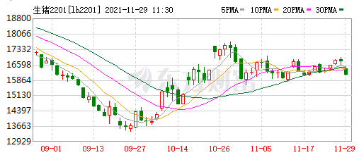 2021.11.29-今日猪价止涨转跌,母猪和仔猪价格持续下跌7个月,跌幅50%和75%;正邦五年实现3000亿挺进世界500强;英国每周成千上万头健康生猪遭扑杀?