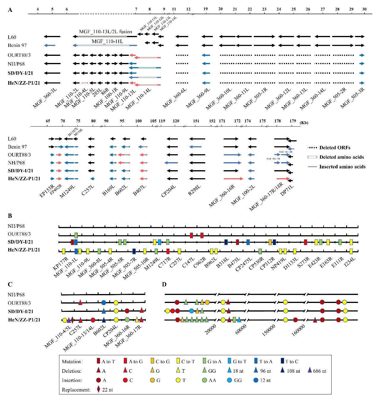 哈兽研：基因I型非洲猪瘟病毒已入侵我国田间猪群并可引起慢性感染发病
