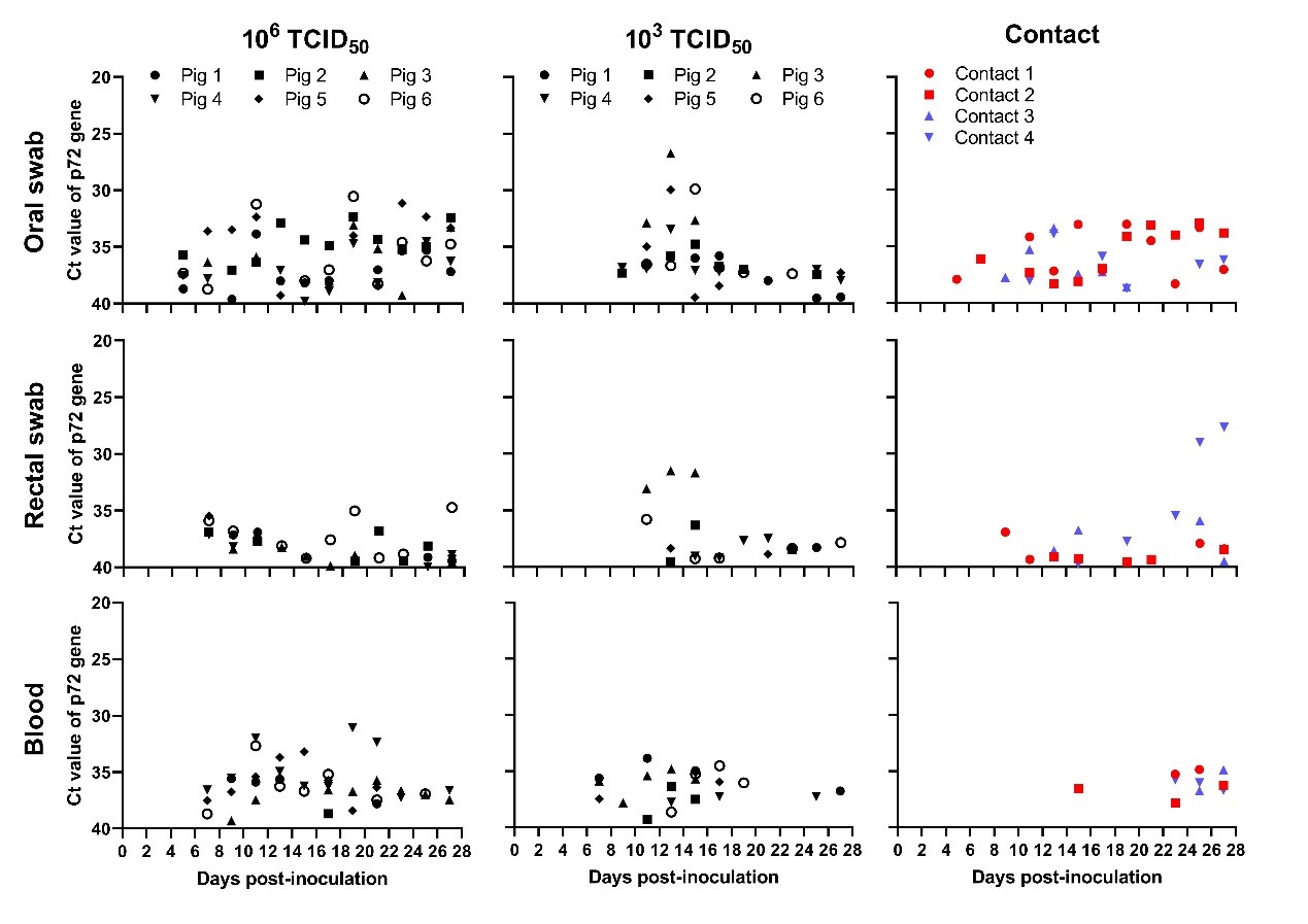 哈兽研：基因I型非洲猪瘟病毒已入侵我国田间猪群并可引起慢性感染发病
