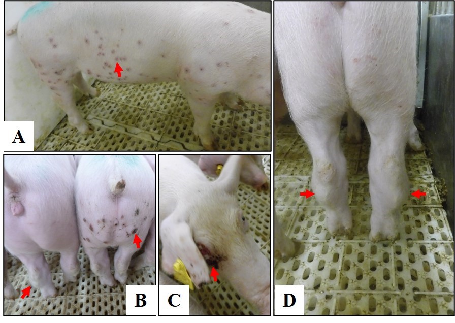 哈兽研：基因I型非洲猪瘟病毒已入侵我国田间猪群并可引起慢性感染发病