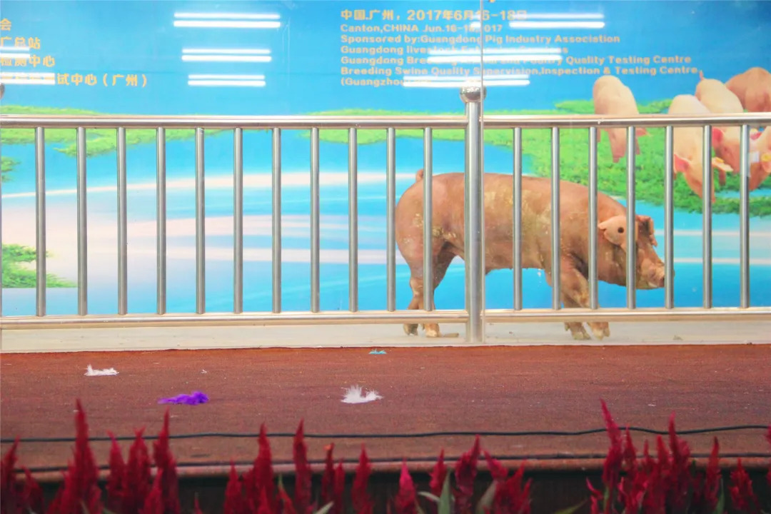 广州猪博会重启,展位供不应求!还有哪些方式参与?
