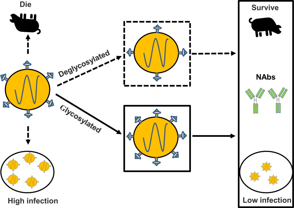 哈兽研揭示猪瘟兔化弱毒疫苗C株致弱的分子机制