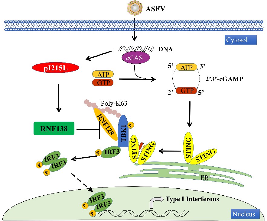 哈兽研揭示非洲猪瘟病毒免疫逃逸新机制