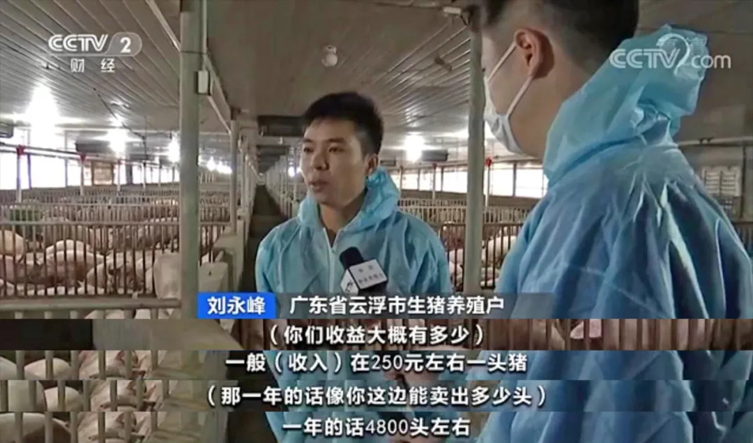 央视保供稳价行动专题组走进温氏，生猪出栏量稳健上升