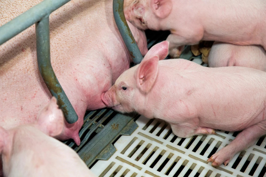 几个常见的生猪饲养管理误区
