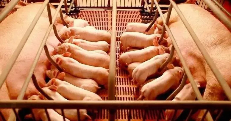 广东：将建立生猪生产跨周期调控机制