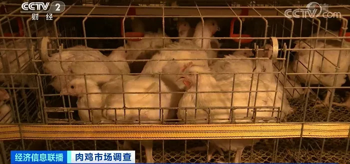 养一只鸡，亏2元？养殖户“始终在亏损”！加工企业或爆仓，有的已损失上千万元...