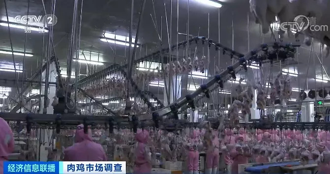 养一只鸡，亏2元？养殖户“始终在亏损”！加工企业或爆仓，有的已损失上千万元...