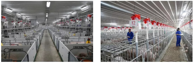 广西农垦永新良圻第五原种猪场