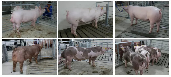 广西农垦永新良圻第五原种猪场