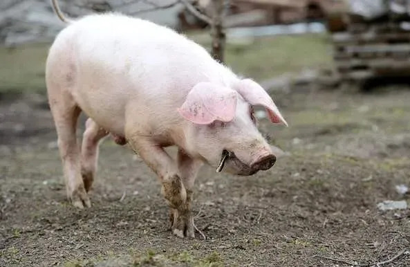 非洲猪瘟病毒在土壤中的稳定性及在野猪尸体内的存活研究