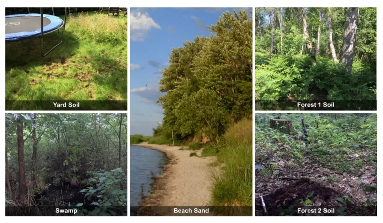 非洲猪瘟病毒在土壤中的稳定性及在野猪尸体内的存活研究