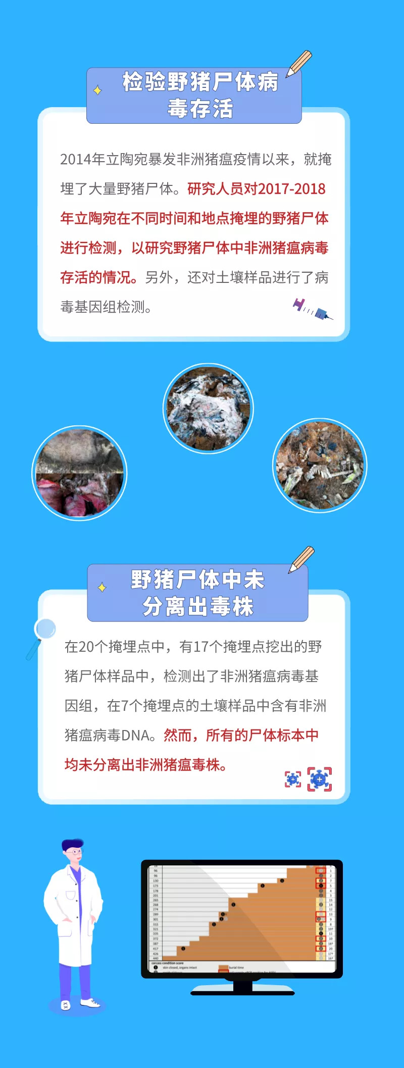 非洲猪瘟病毒在土壤中的稳定性及在野猪尸体内的存活研究