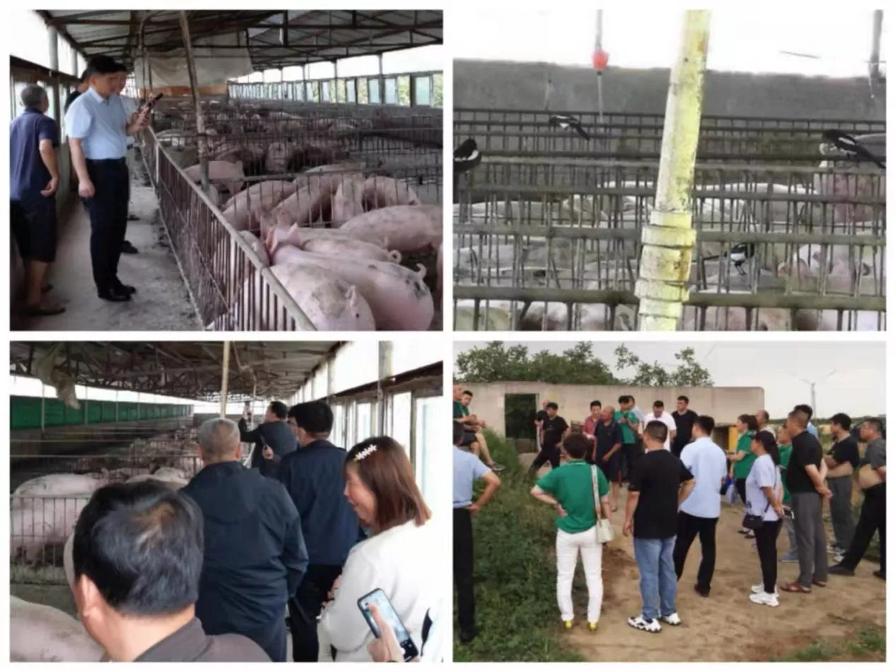 “网红”猪场的防非“密码”，参观者源源不断，遭到质疑——在此为你答疑解惑