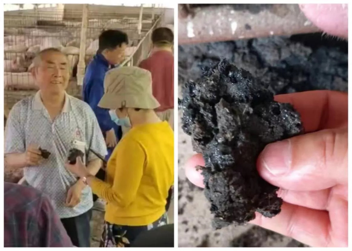 “网红”猪场的防非“密码”，参观者源源不断，遭到质疑——在此为你答疑解惑