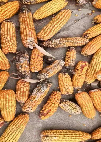 “网红”猪场的防非“密码”，参观者源源不断，遭到质疑——在此为你答疑解惑