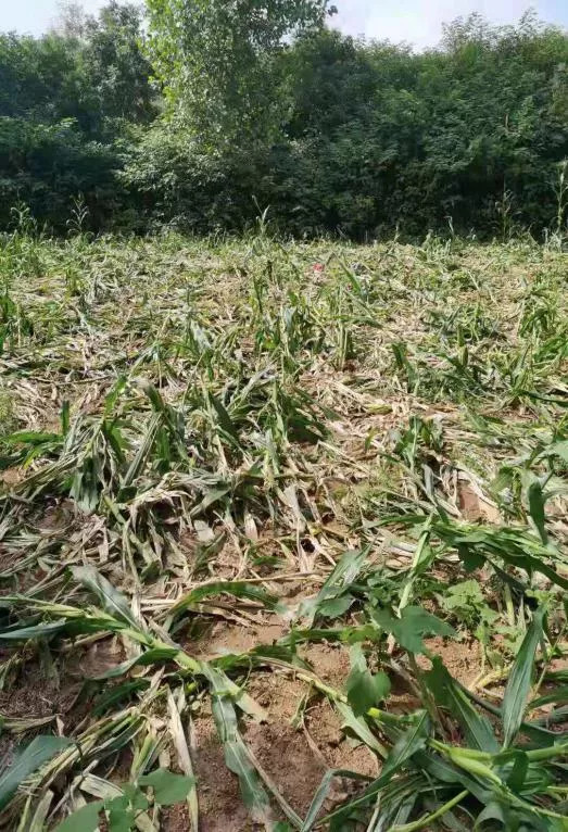 夫妻猎杀8头被判缓刑！野猪糟蹋庄稼，“100多亩玉米被吃得70多亩绝收”，多地暴发“野猪灾”，拿它们没办法了？