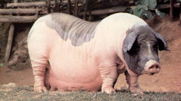 “粤味天下 猪香万家”品牌猪肉品鉴活动，喊你来吃猪肉