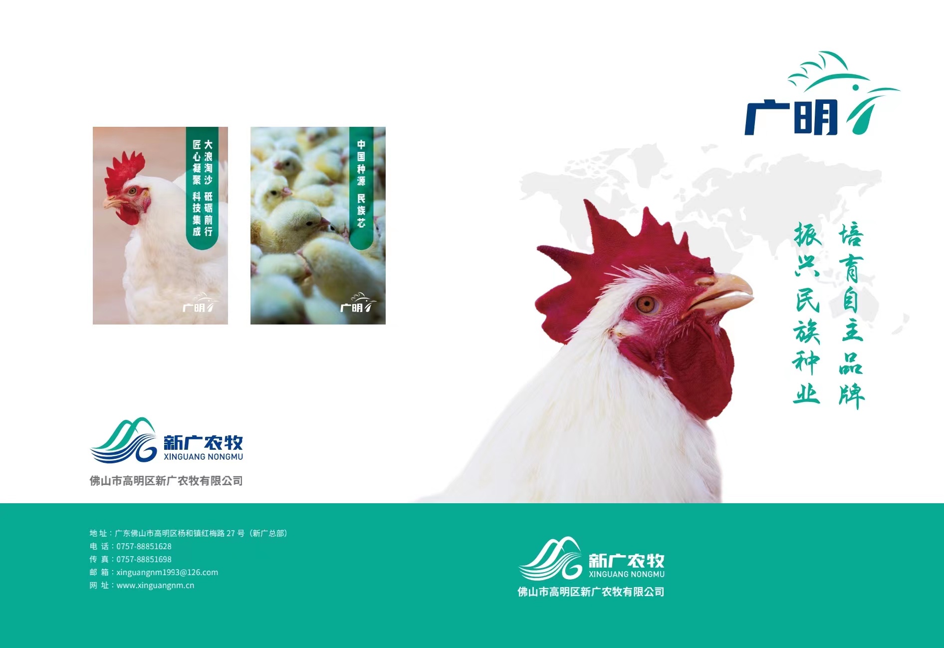 好消息！我国白羽肉鸡育种实现突破，打破国外种源垄断