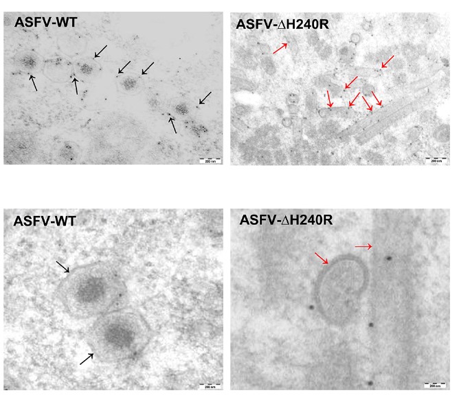 哈兽研在非洲猪瘟基础研究上取得一系列重要研究进展