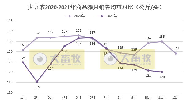  大北农：生猪销量连续4个月上涨，11月收入环比增长36%