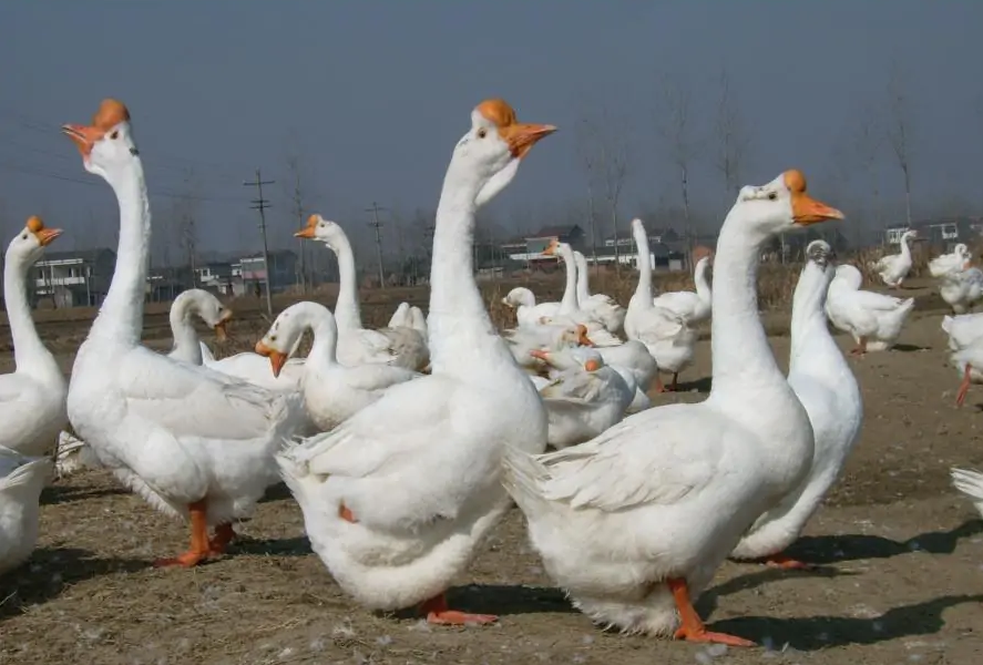 “皖西白鹅”向天歌，肉质细嫩鲜美，特别是羽绒产量高、且绒品质优