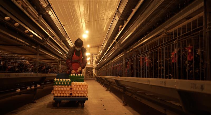 直连全国3000养殖场2.4亿只鸡，淘菜菜直采直销网络解决鸡蛋产销难题