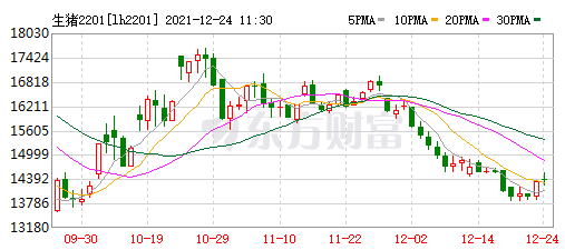 2021.12.24-今日猪价继续下行,连跌7天,东瑞明年母猪存栏翻倍将新招600人,正邦科技剥离食品业务专注养猪
