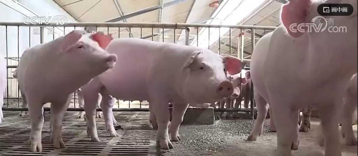 农业农村部：生猪产能仍惯性增长 元旦春节期间猪肉供应有保障