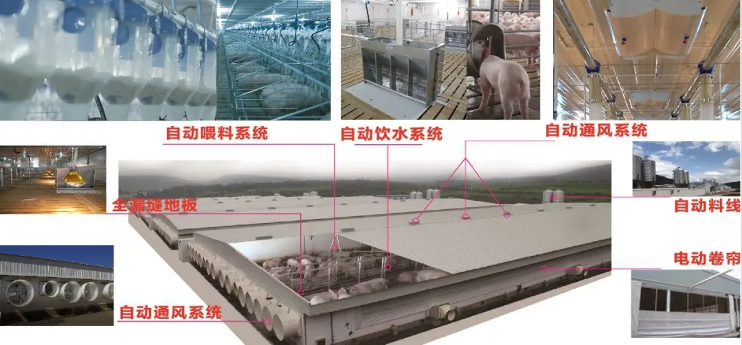 神农集团广西雷平6000头正压空气过滤母猪场建设完成