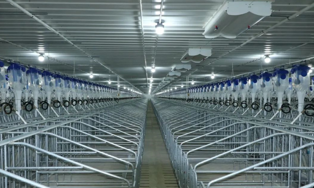 神农集团广西雷平6000头正压空气过滤母猪场建设完成