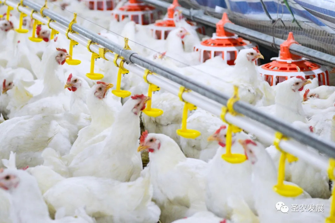 圣农集团SZ901白羽肉鸡新品种正式通过农业农村部审定,彻底解决中国白羽肉鸡种源“卡脖子”问题