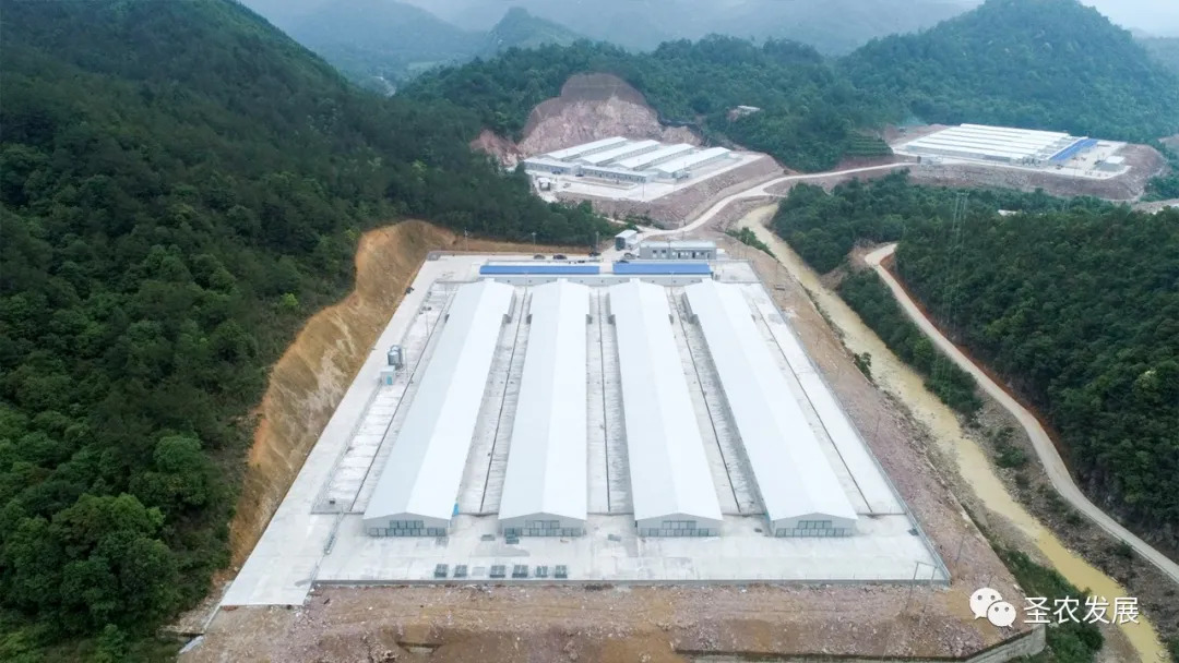 圣农集团SZ901白羽肉鸡新品种正式通过农业农村部审定,彻底解决中国白羽肉鸡种源“卡脖子”问题