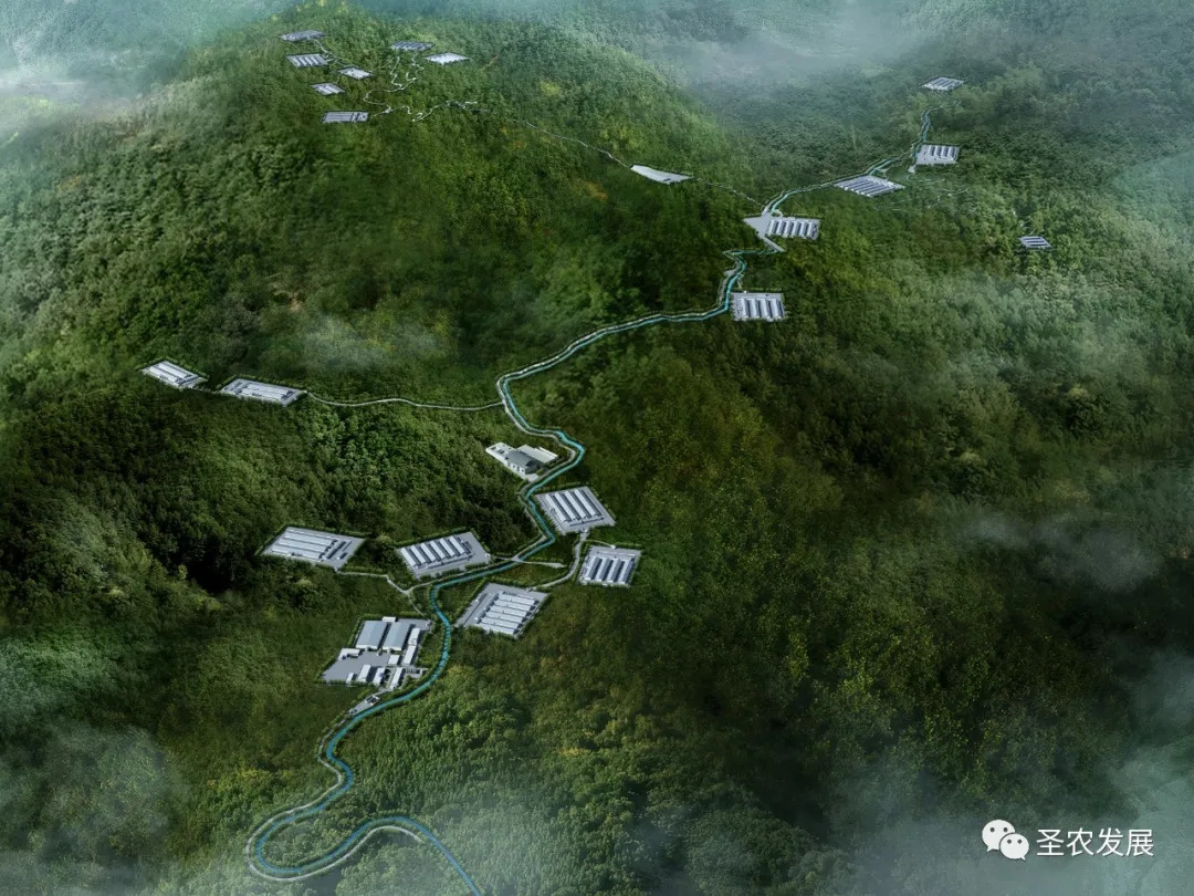 圣农集团SZ901白羽肉鸡新品种正式通过农业农村部审定,彻底解决中国白羽肉鸡种源“卡脖子”问题