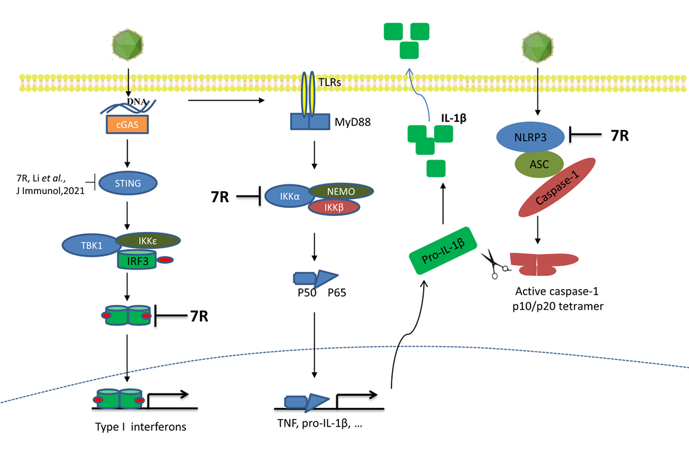 哈兽研在非洲猪瘟基础研究上取得一系列重要研究进展