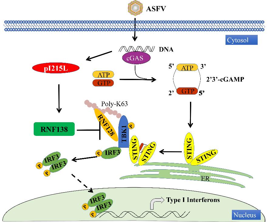 哈兽研在非洲猪瘟基础研究上取得一系列重要研究进展