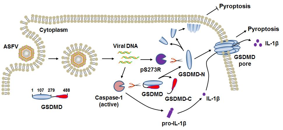 哈兽研在非洲猪瘟基础研究上取得一系列重要研究进展