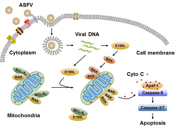 哈兽研在非洲猪瘟基础研究上取得一系列重要研究进展