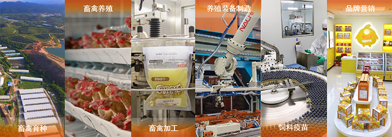 2022.01.29-今日猪价及畜牧资讯