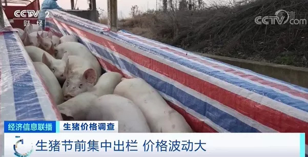 猪肉价格跌破8元！均价同比“腰斩”！接下来怎么走？