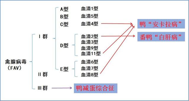 最全禽腺病毒病的防控思路与方法