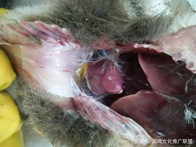 最全禽腺病毒病的防控思路与方法