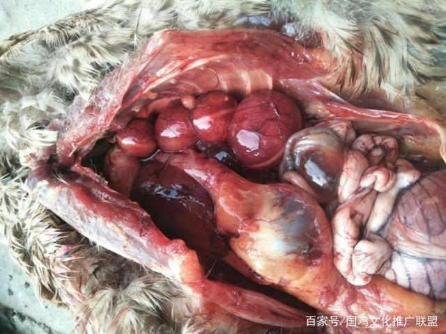 最全禽腺病毒病的防控思路与方法