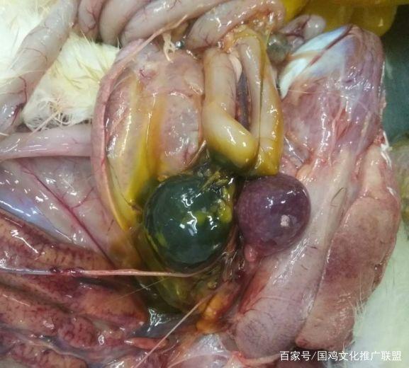 最全禽腺病毒病的防控思路与方法