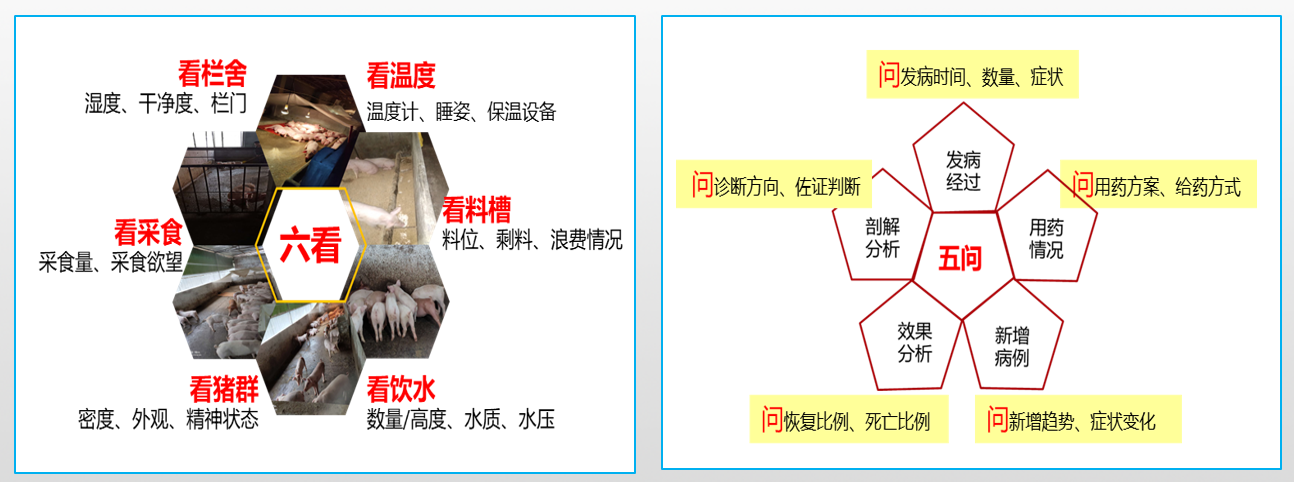 双胞胎推出一种新的养猪模式,828合伙养猪,又拿代养费又分红