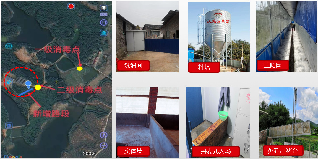 双胞胎推出一种新的养猪模式,828合伙养猪,又拿代养费又分红